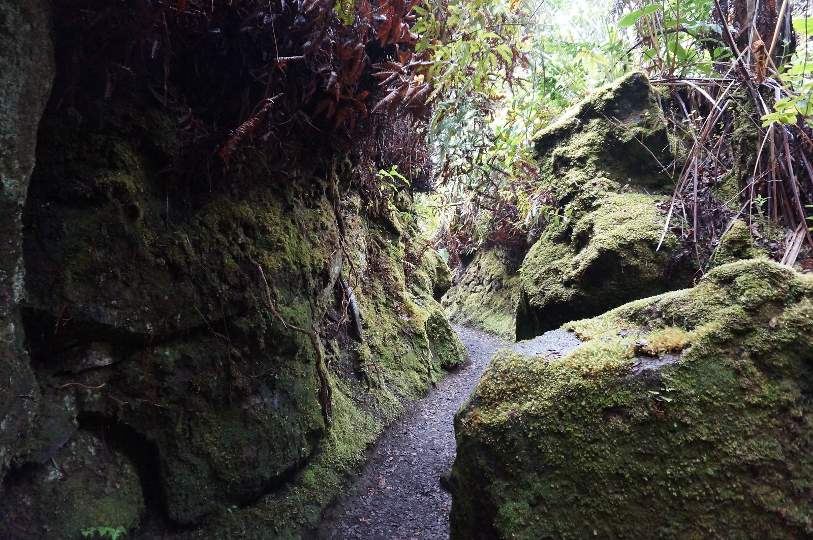 Hawaii Volcanoes National Park 2014