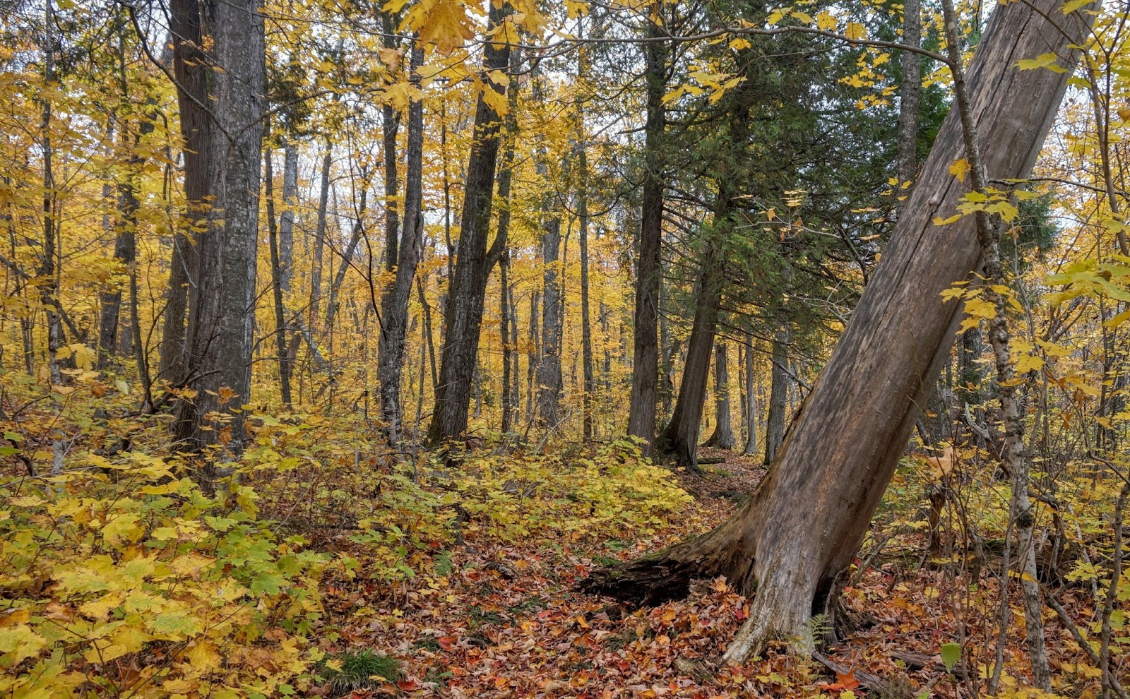 Our Annual Walk on Fall Leaves