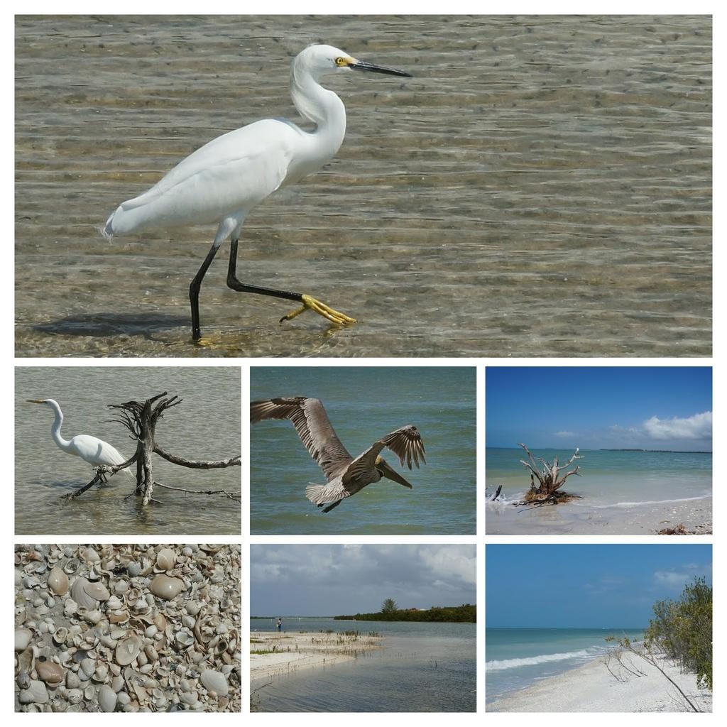 Walking on Crunchy Shells