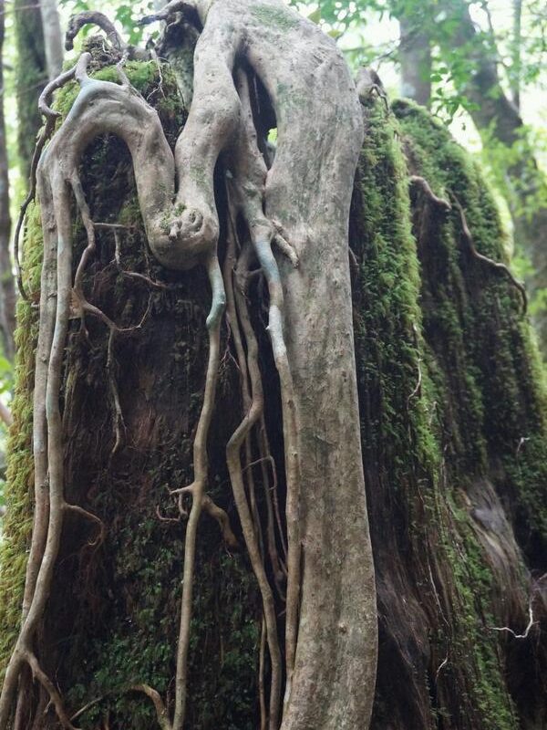 Ancient Cedar Forest