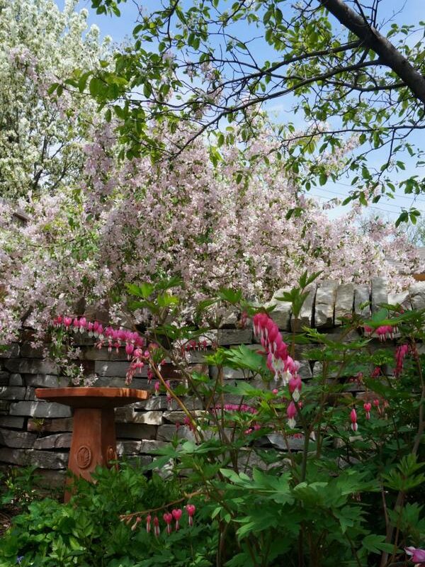 Exuberant Plants