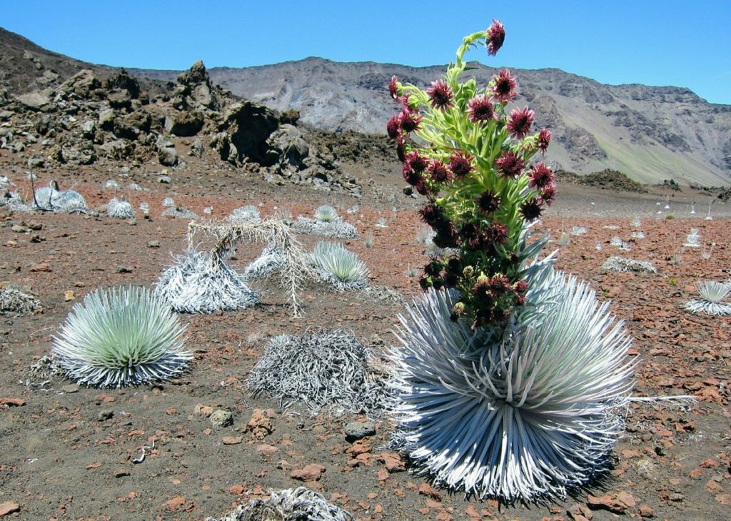 Silverswords on Haleakala