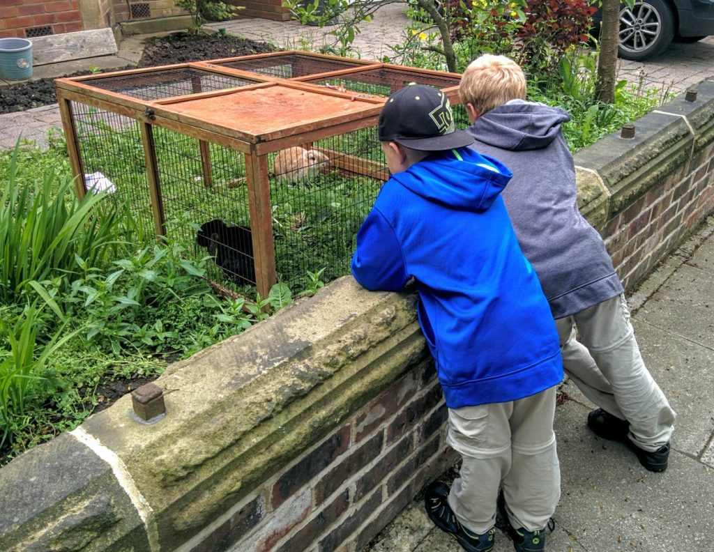 Watching Bunnies