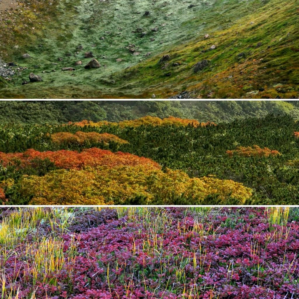 Fall Tones on Mt. Asahidake