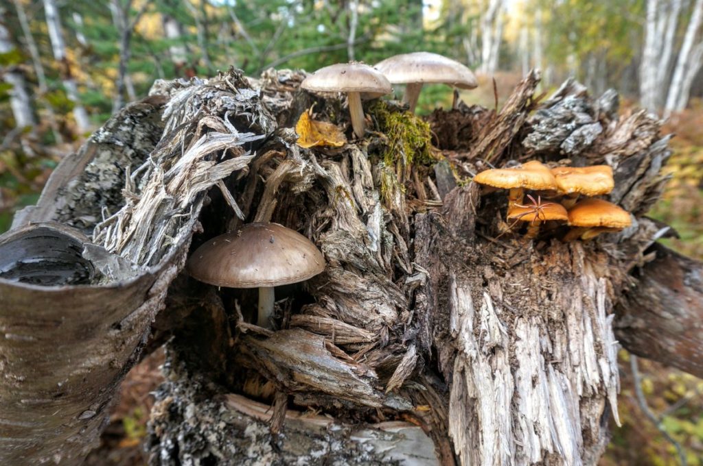 Fungi on Cedar Stump