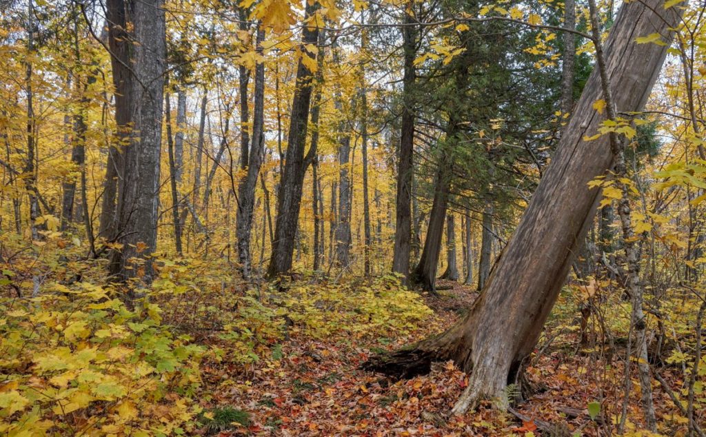 Maple Forest