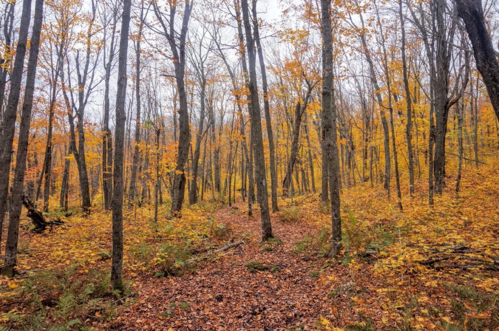 Our Annual Walk on Fall Leaves