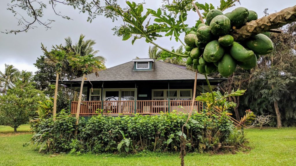 Prominent Papayas