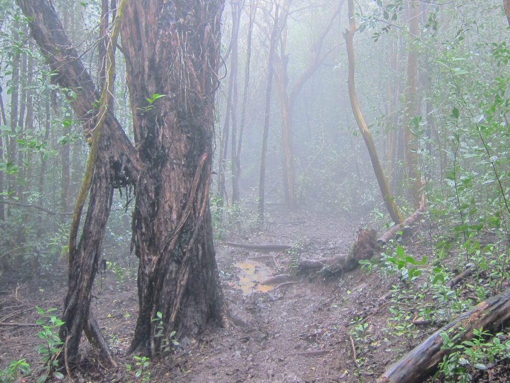 Hiking Through Clouds