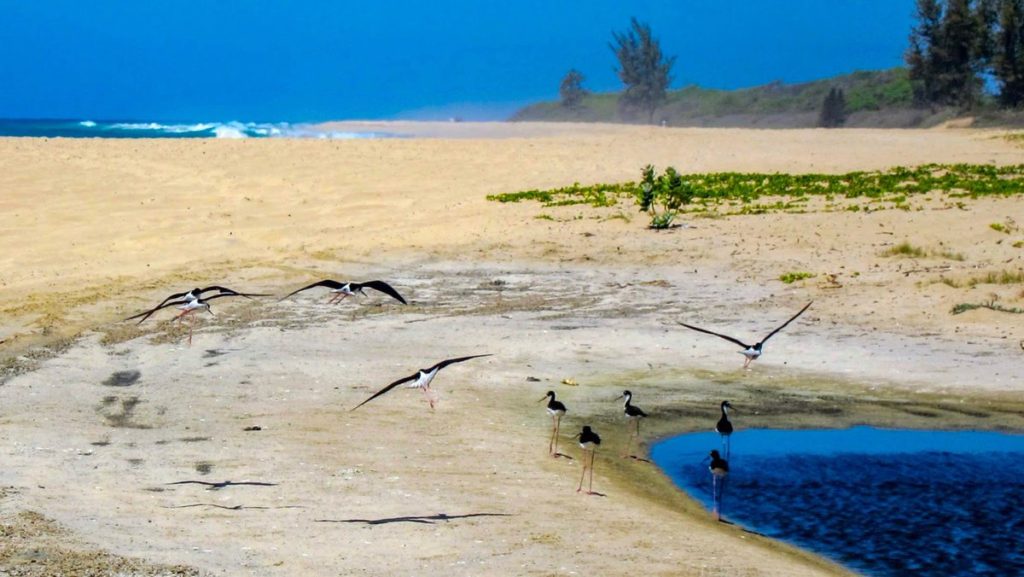 Black-Necked Stilts