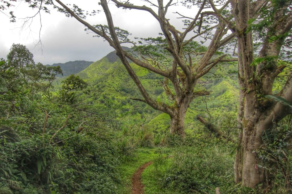 Hiking Lihue-Koloa Forest Reserve