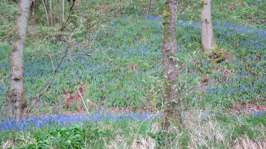 Bluebells Evoking Matisse