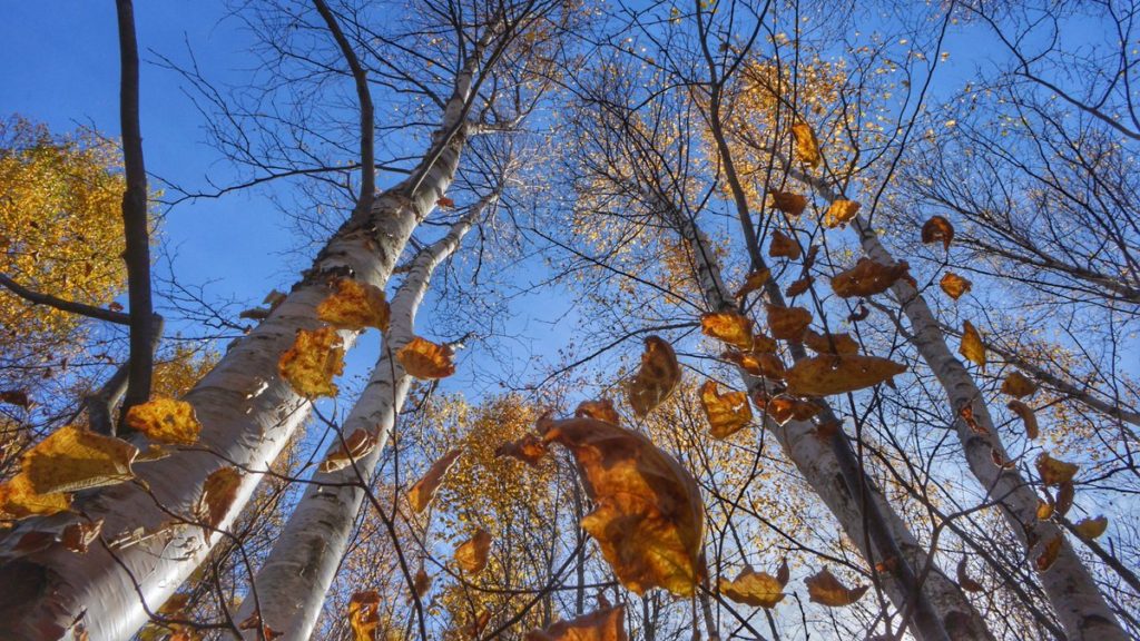 Vestiges of Fall