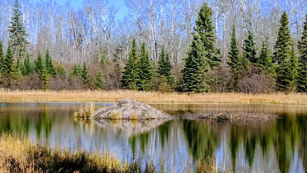 Beaver Lodge