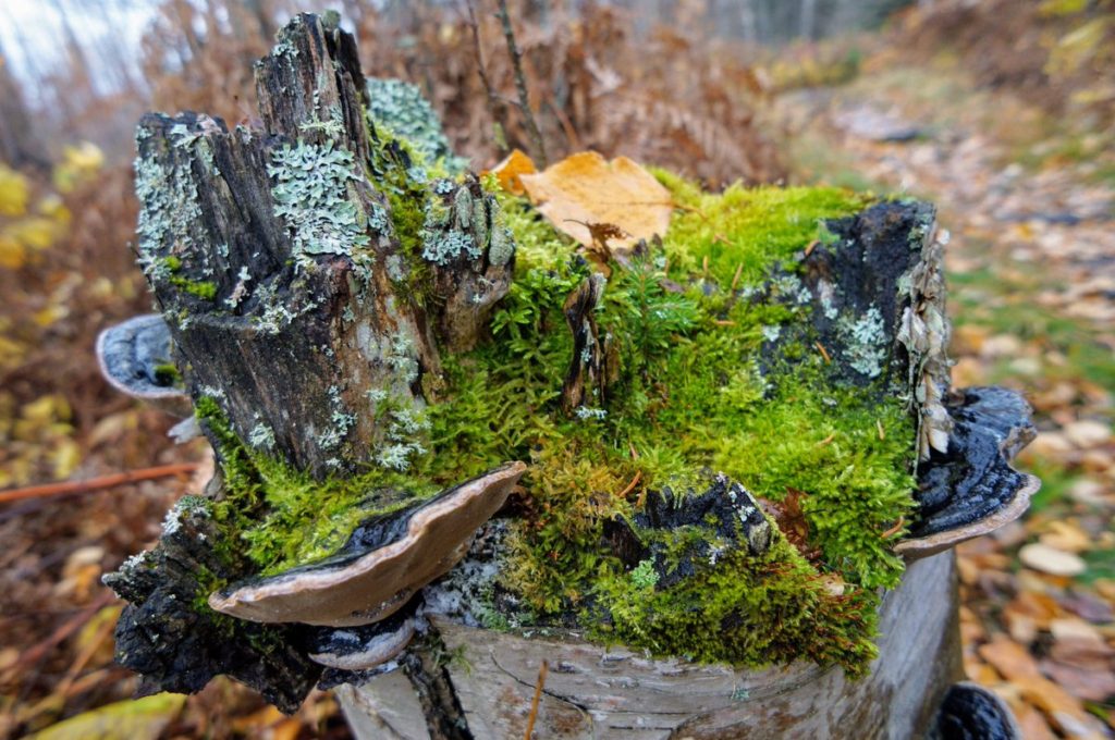 Birch Stump