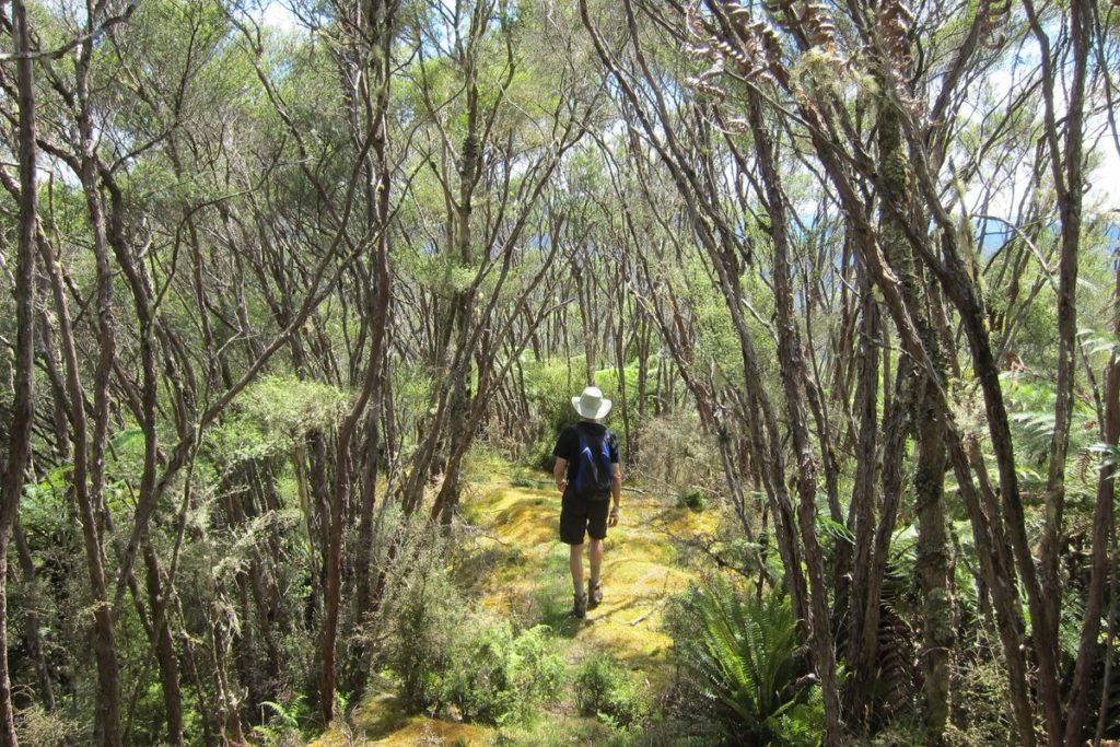 Snapshots: Whanganui National Park