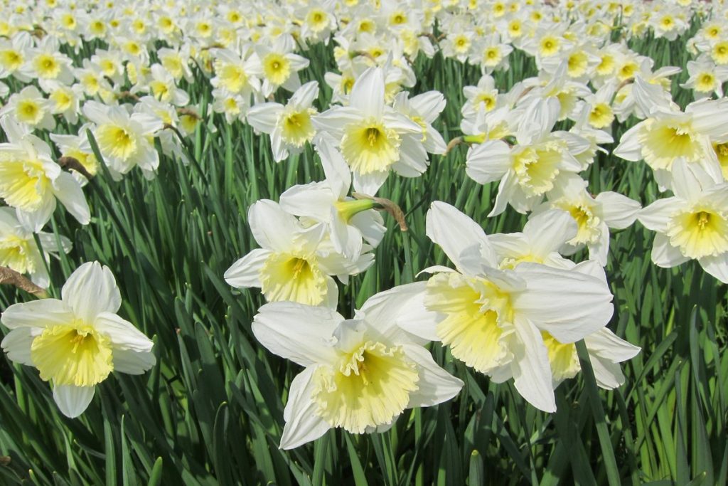 Daffodils