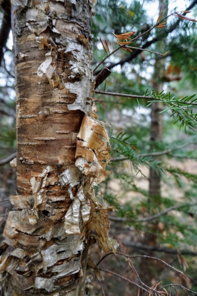 Peeling Birch