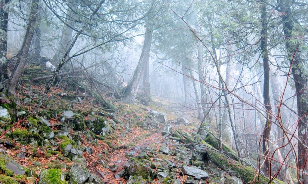 Trees Fading into Mist