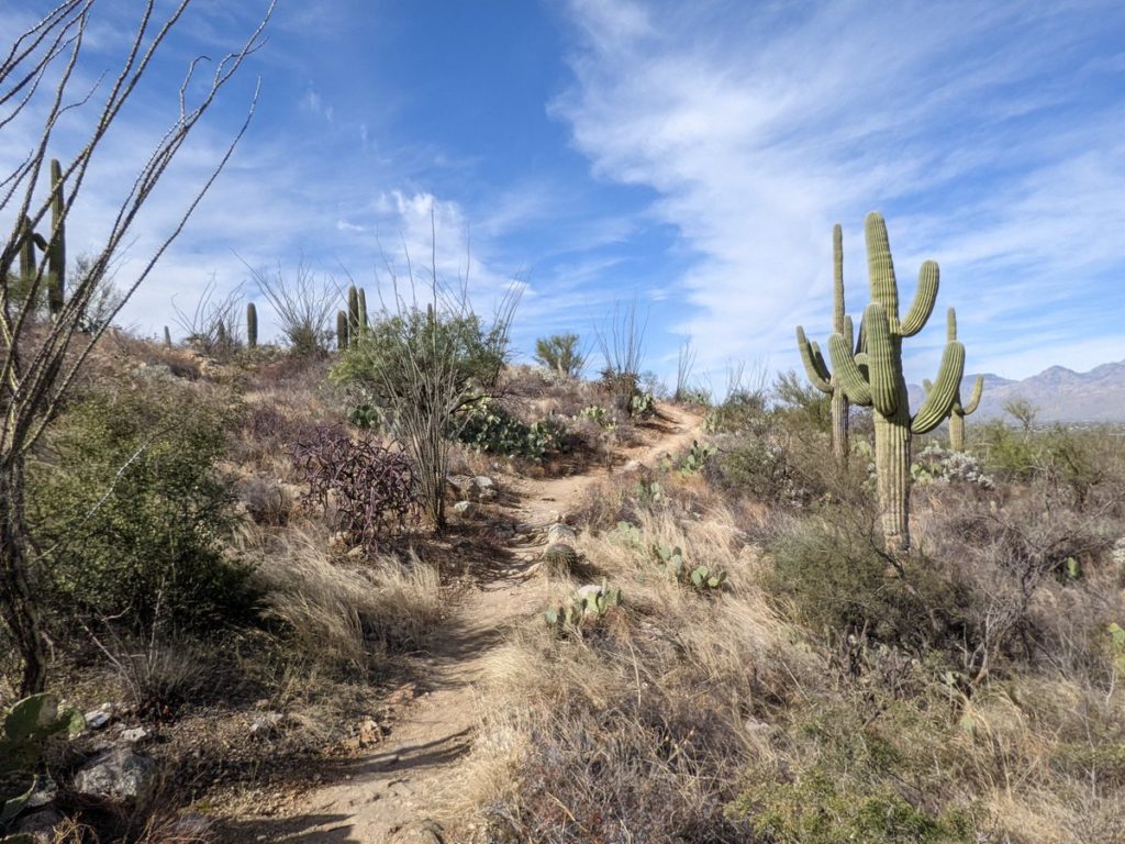 Saguaro National Park