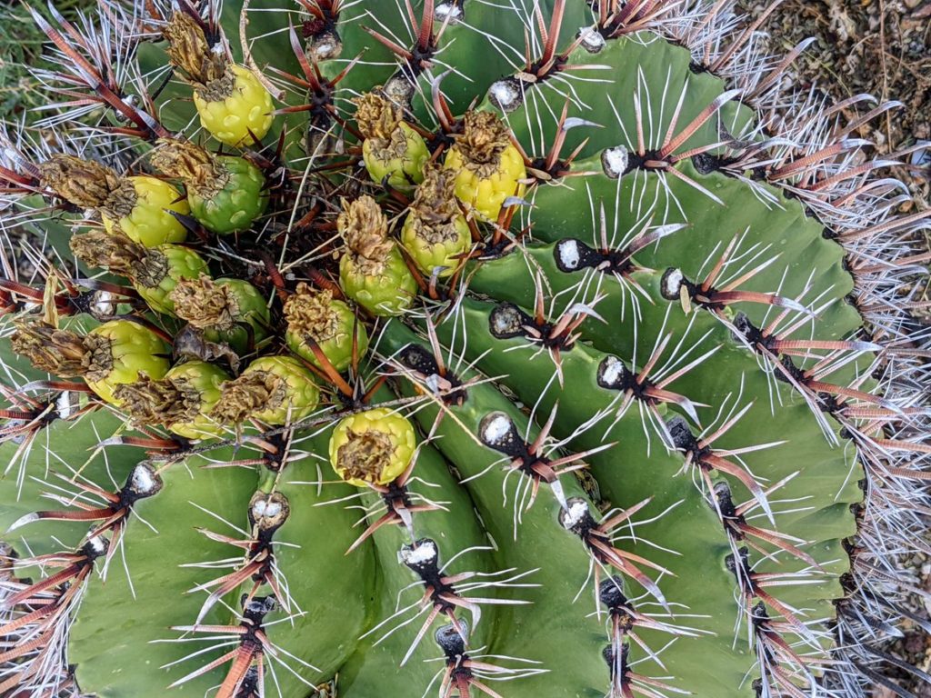 Cacti In Captivity