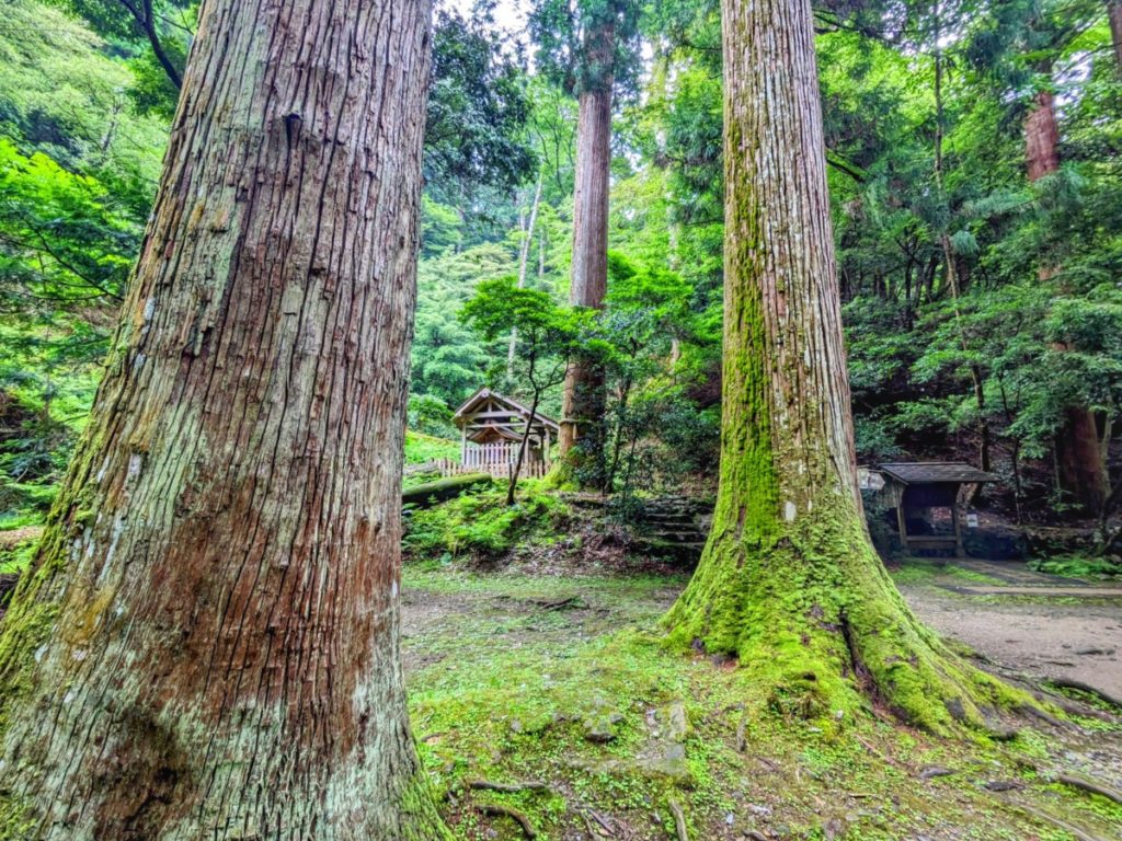 Hiking Through a Sacred Forest