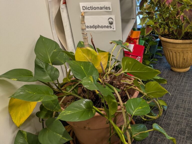 Saving a classroom plant